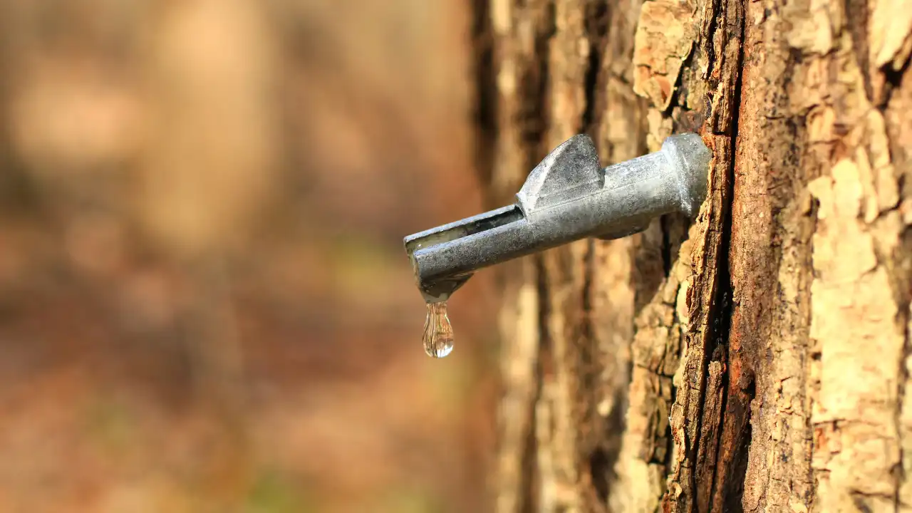 Best Maple Syrup Tour in Quebec – Traditional Sugar Shack & Local Cuisine (（All inclusive）)